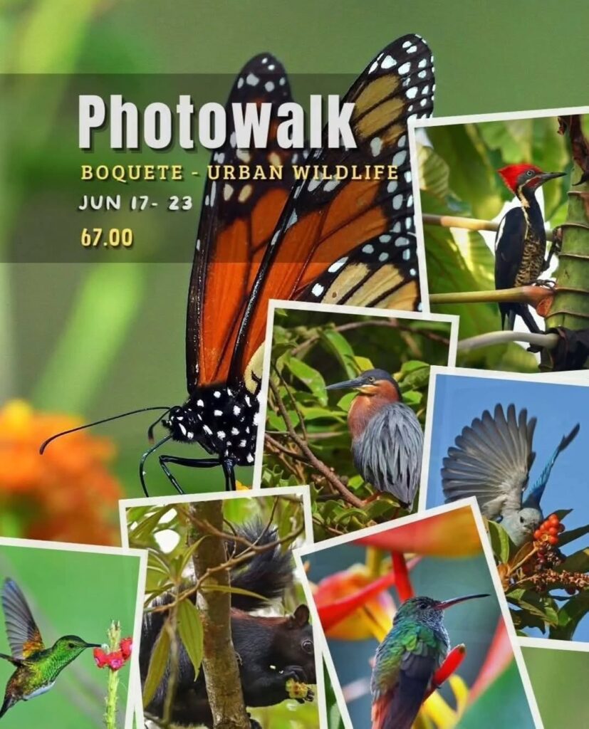 Photowalk: Boquete - Urban Wildlife