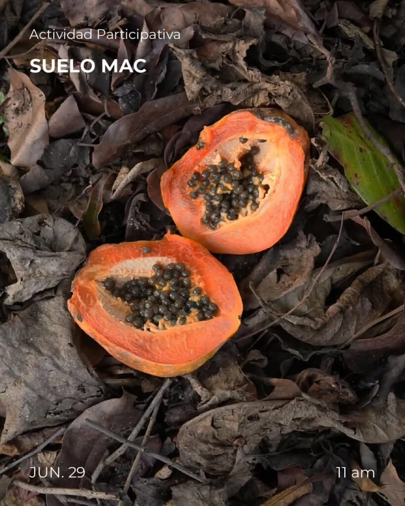 Actividad Participativa SUELO MAC
