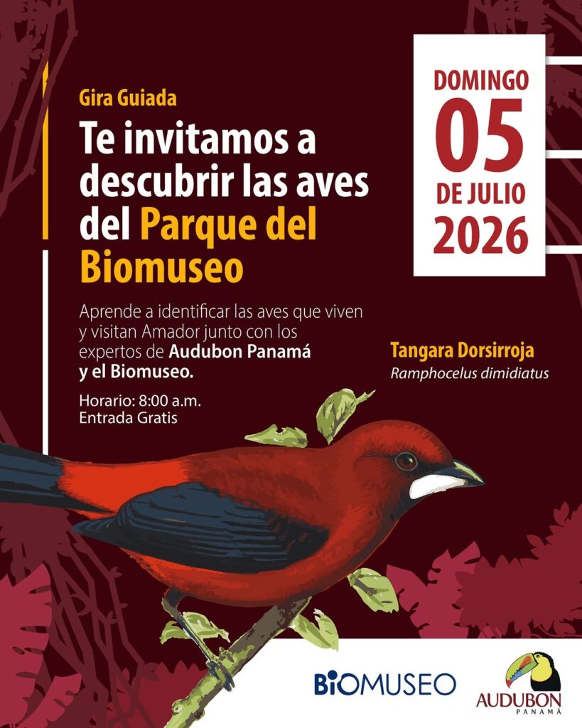 Gira Guiada: Te invitamos a descubrir las aves del Parque del Biomuseo