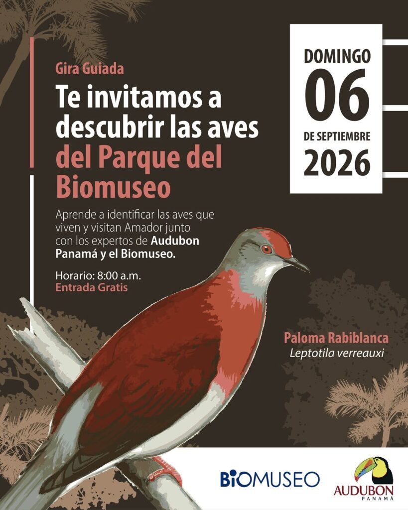 Gira Guiada: Descubrir las aves del Parque del Biomuseo