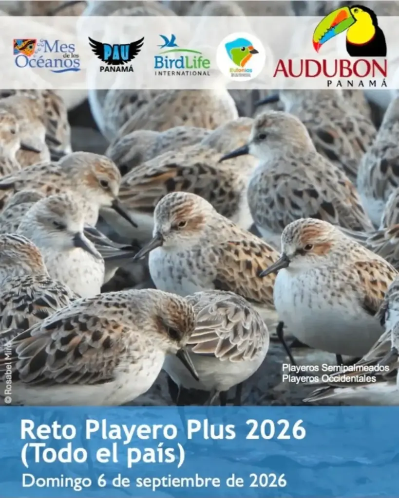 Reto Playero Plus 2026