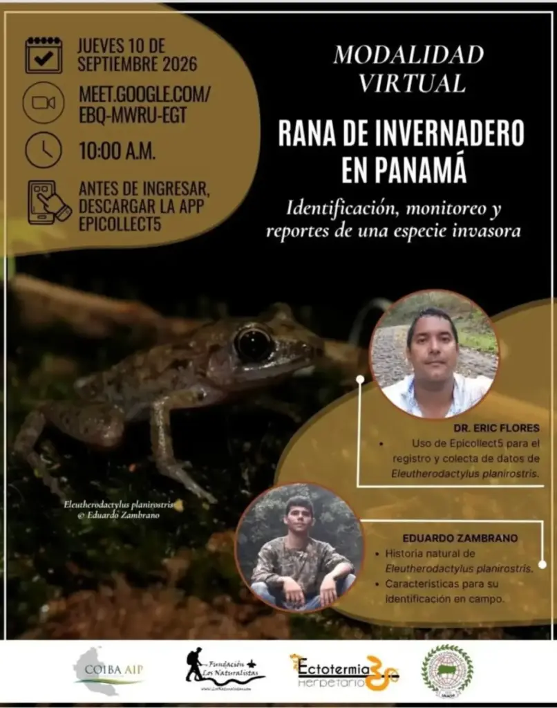 Rana de Invernadero en Panamá