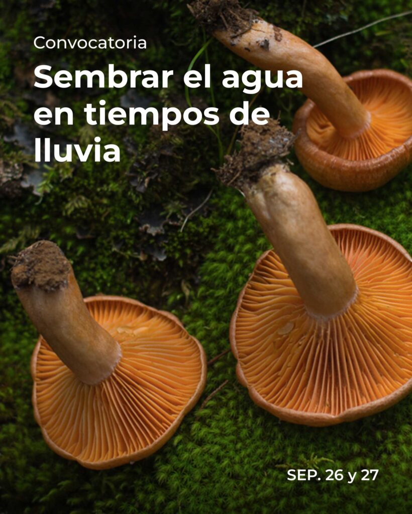 Sembrar el agua en tiempos de lluvia