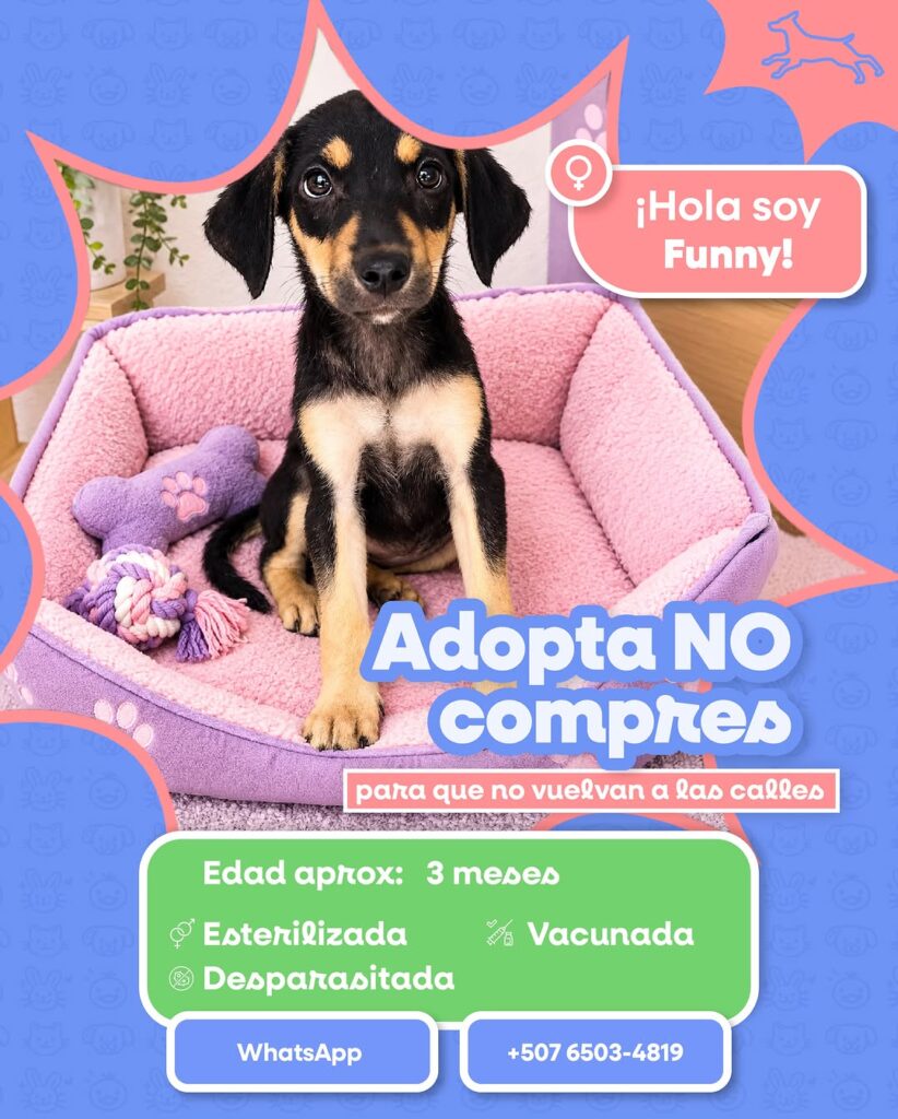 Adopción de Perros y Gatos