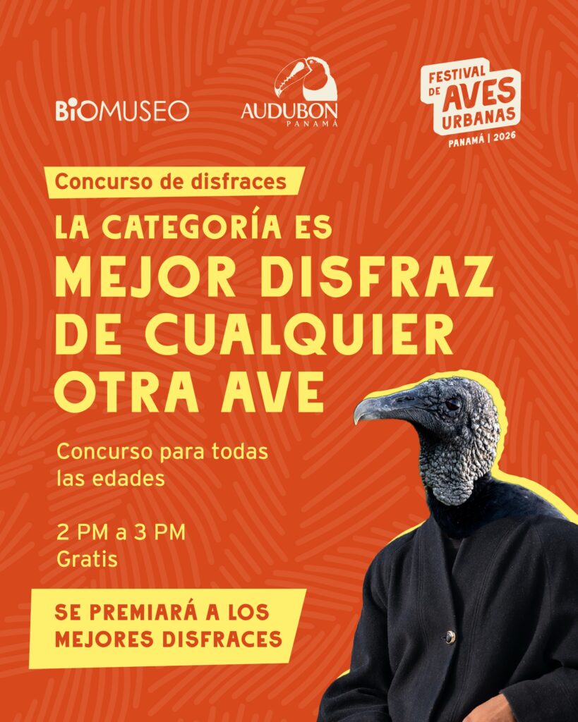 Concurso de disfraces: Mejor Disfraz de Cualquier Otra Ave