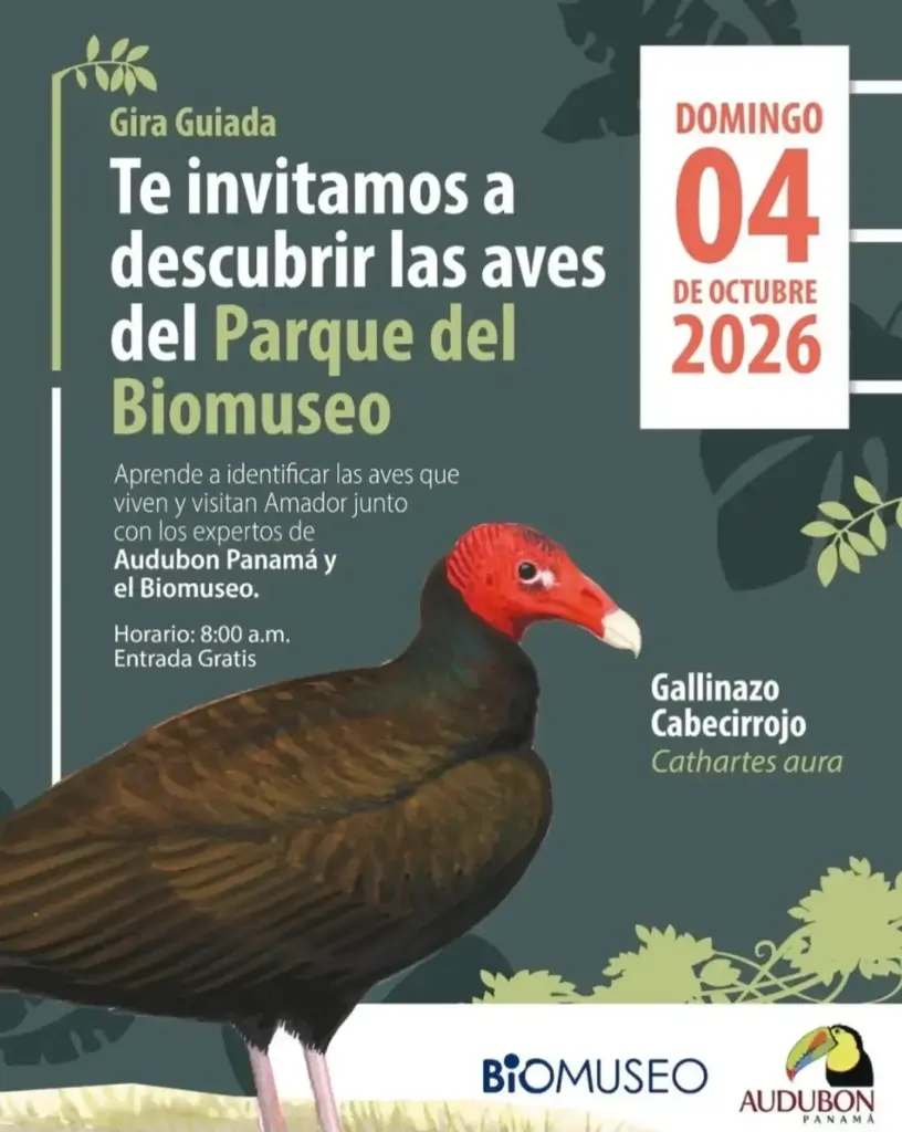 Gira Guiada: descubrir las aves del Parque del Biomuseo