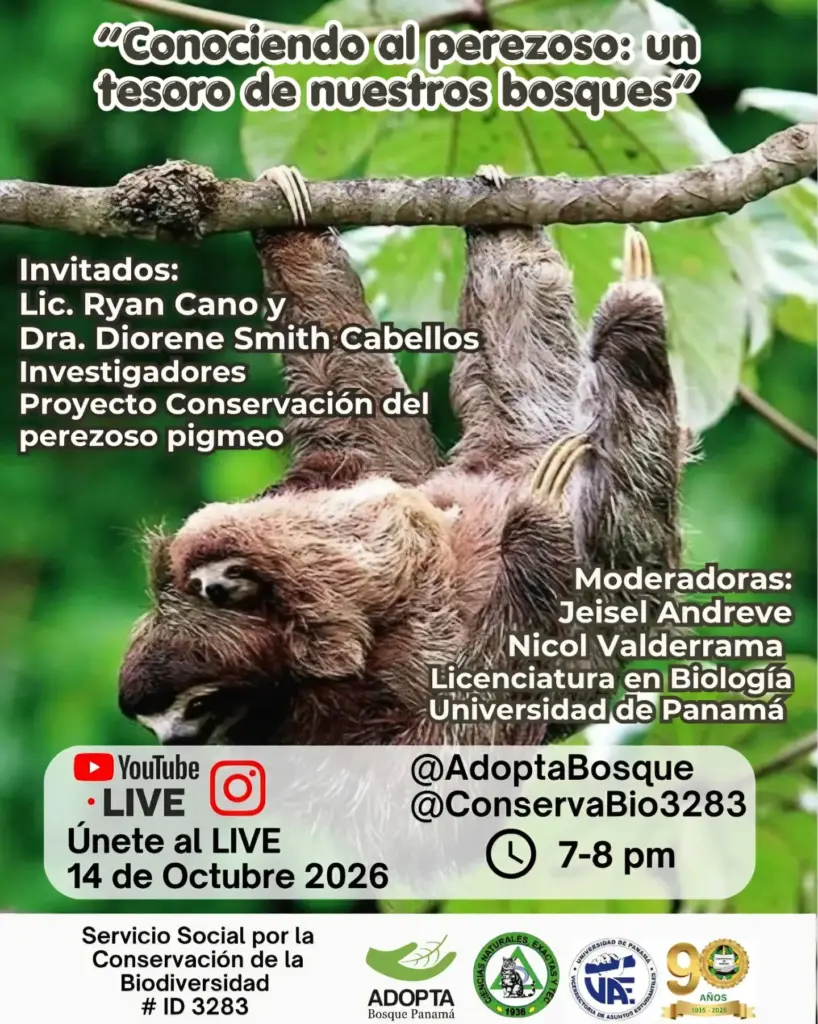 Conociendo al perezoso: un tesoro de nuestros bosques