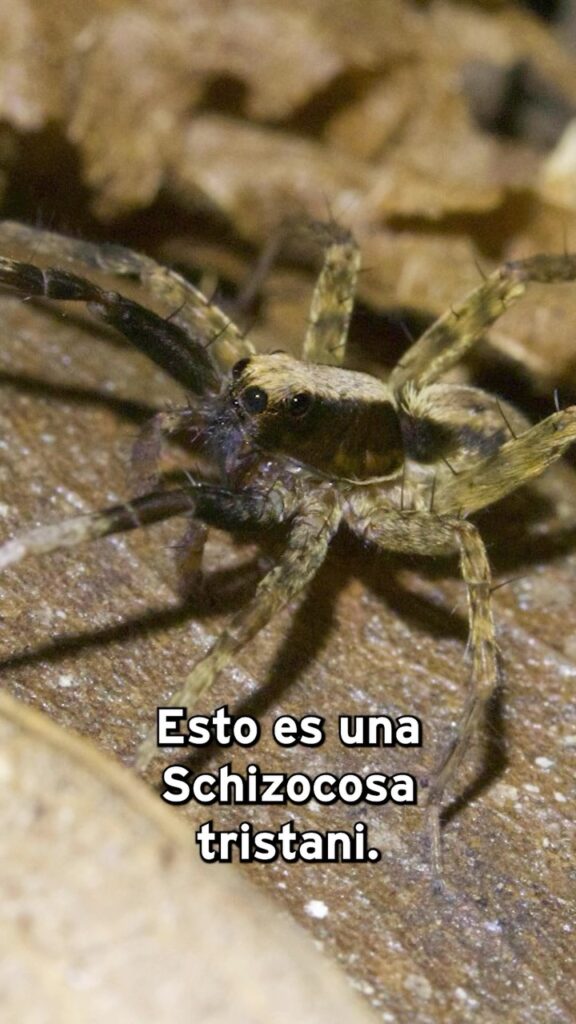 Charla sobre arácnidos